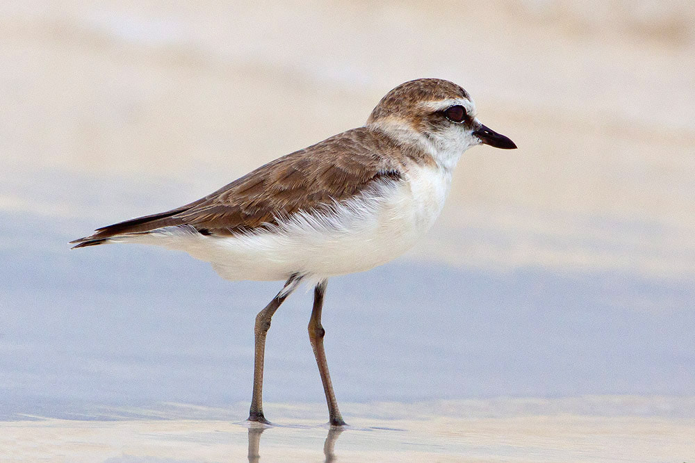 Canon EF 500mm F4L IS USM sample photo. Kentish plover photography