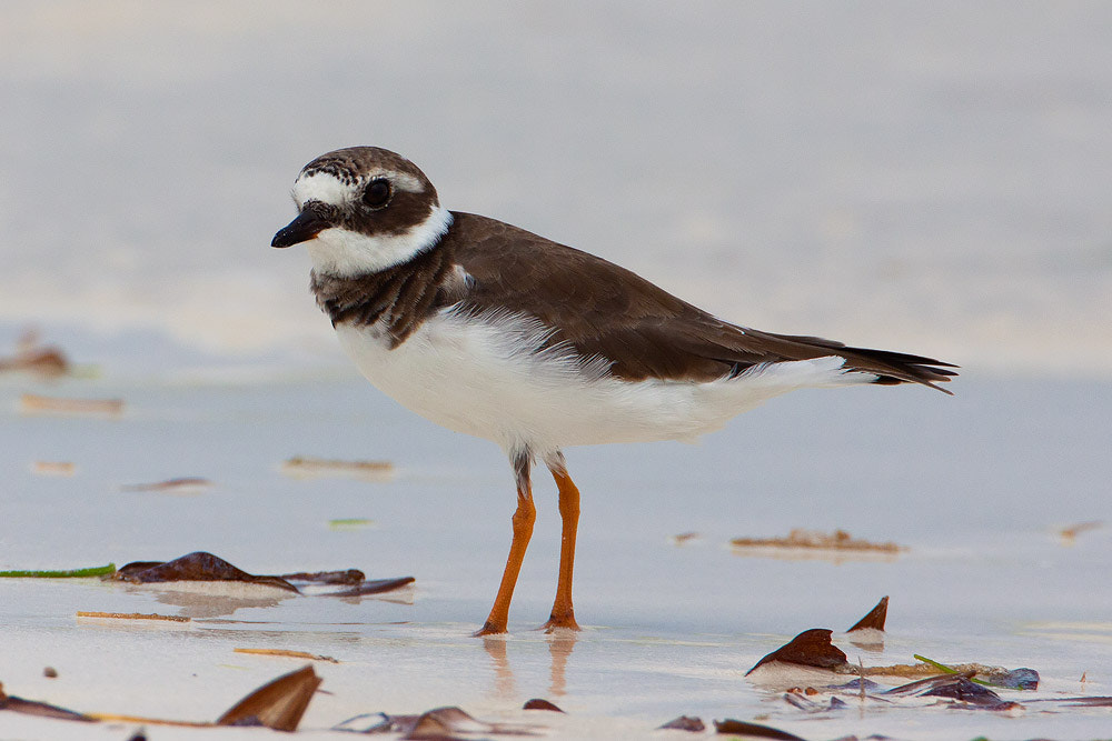Canon EF 500mm F4L IS USM sample photo. Ringed plover photography