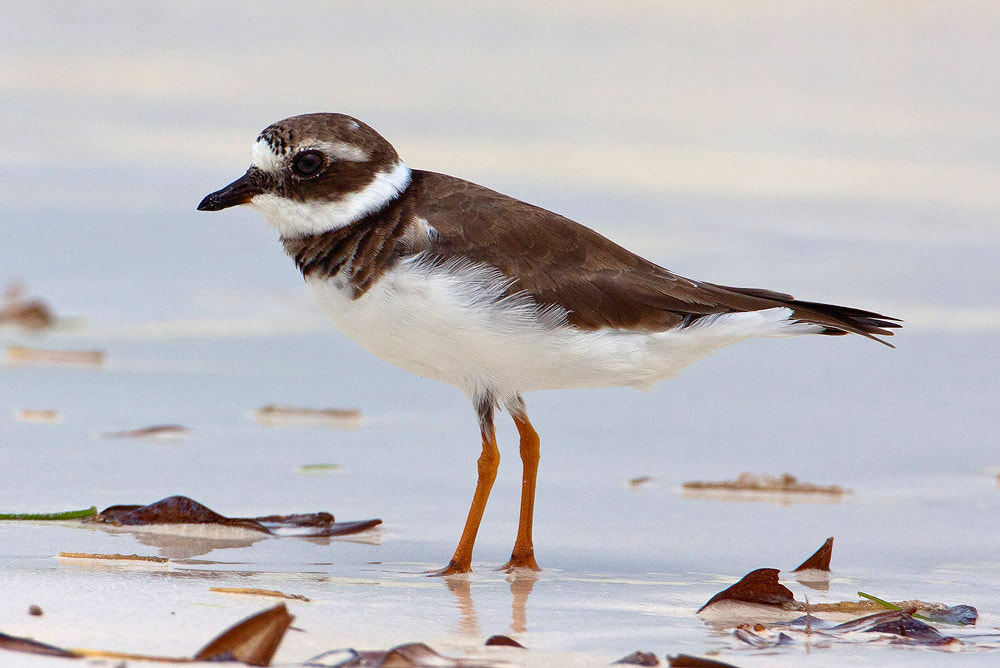 Canon EOS 50D + Canon EF 500mm F4L IS USM sample photo. Ringed plover photography