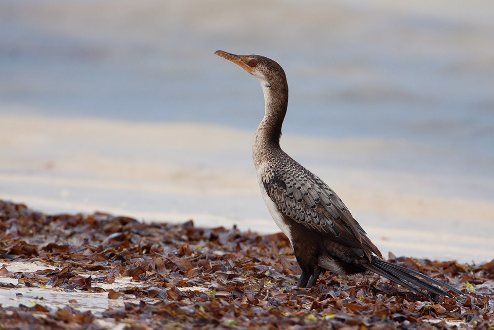 Canon EF 500mm F4L IS USM sample photo. Img photography