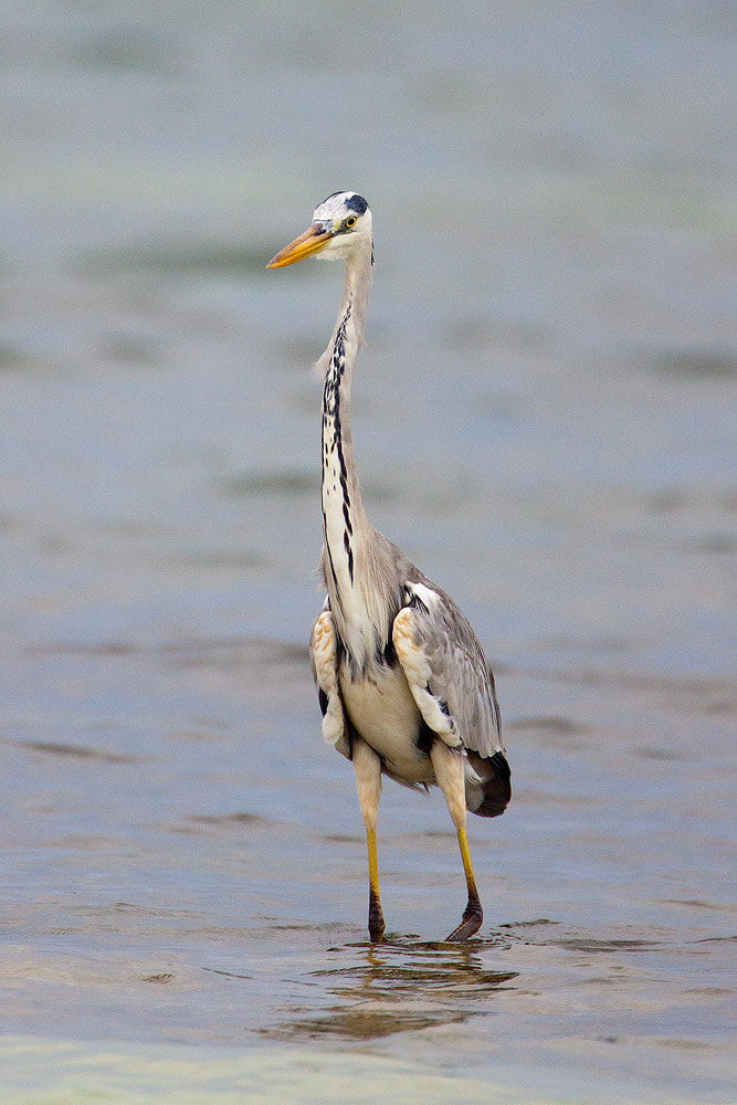 Canon EOS 50D + Canon EF 500mm F4L IS USM sample photo. Grey heron photography