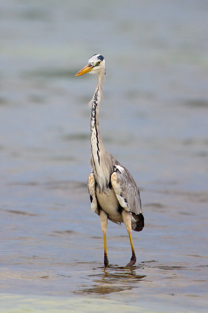 Canon EF 500mm F4L IS USM sample photo. Grey heron photography