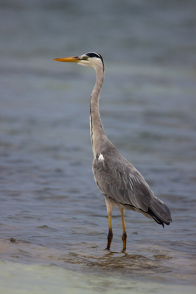 Canon EF 500mm F4L IS USM sample photo. Grey heron photography