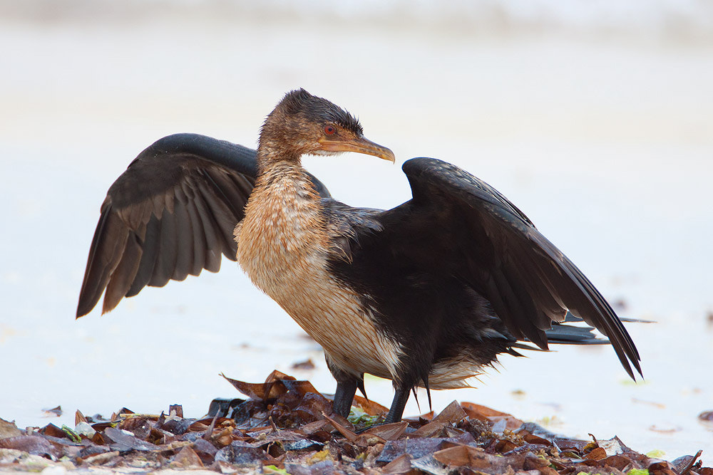 Canon EF 500mm F4L IS USM sample photo. Img photography