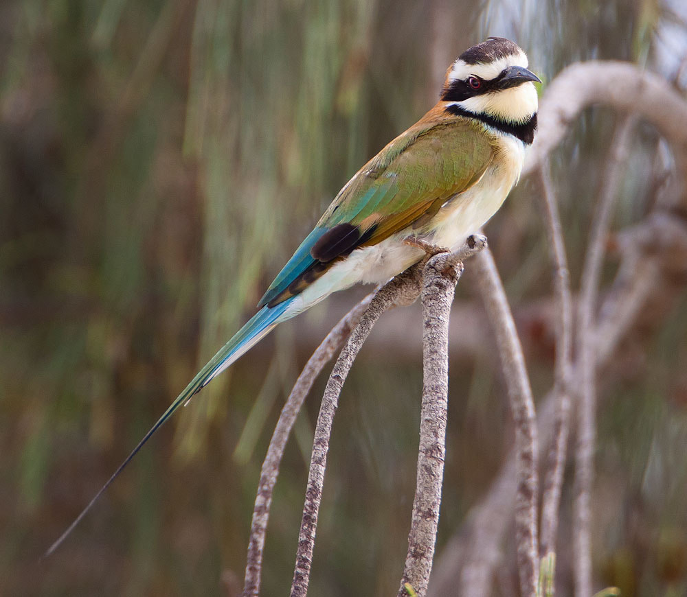 Canon EF 500mm F4L IS USM sample photo. White-throated bee-eater photography