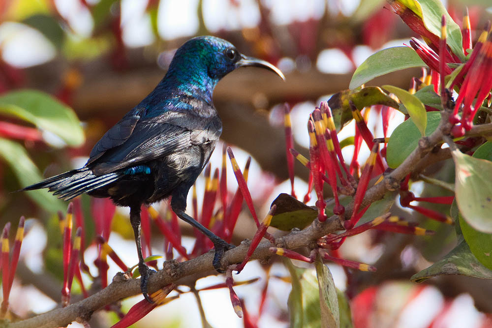 Canon EF 500mm F4L IS USM sample photo. Img photography
