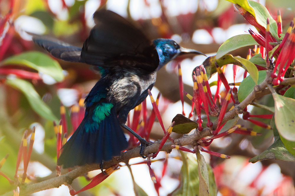 Canon EF 500mm F4L IS USM sample photo. Img photography