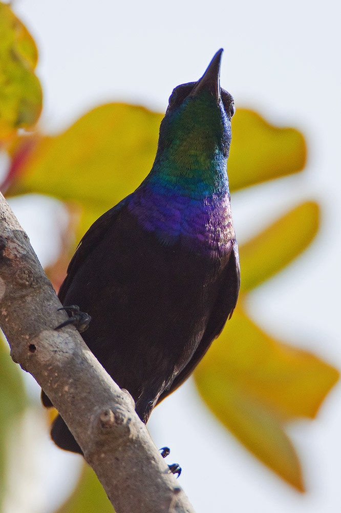 Canon EF 500mm F4L IS USM sample photo. Img photography