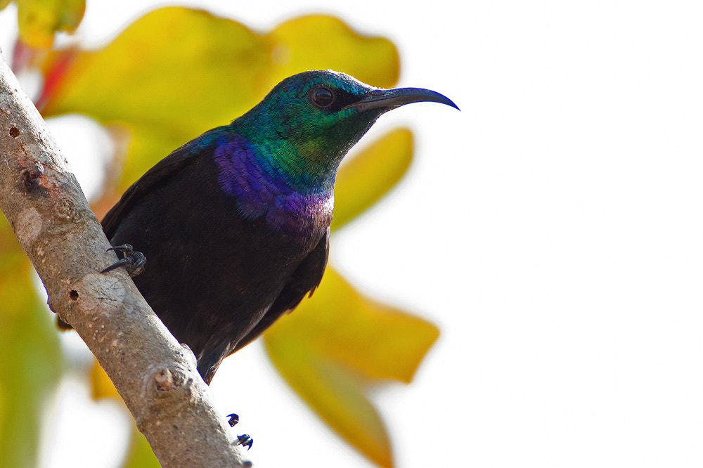 Canon EF 500mm F4L IS USM sample photo. Img photography