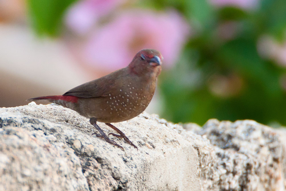 Canon EF 500mm F4L IS USM sample photo. Img photography
