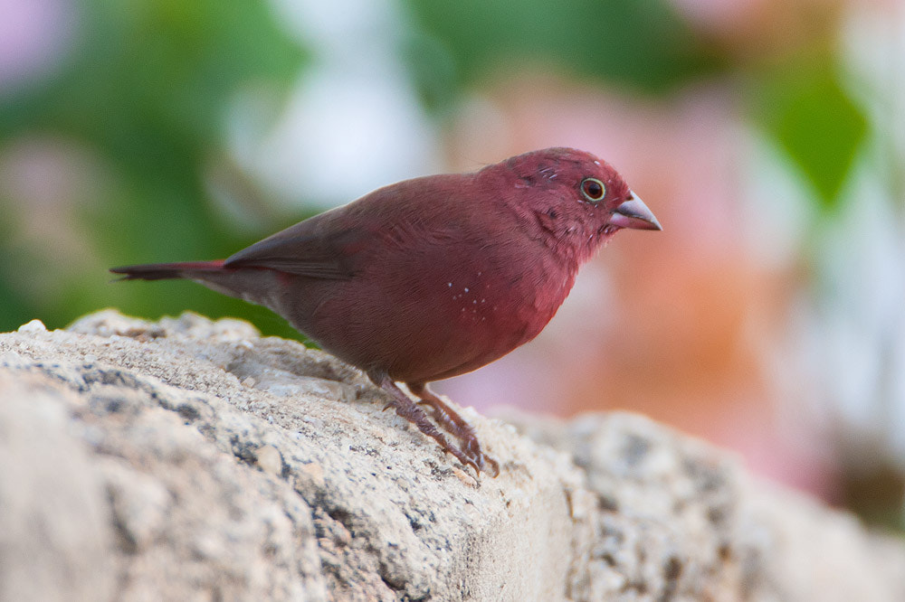 Canon EF 500mm F4L IS USM sample photo. Img photography