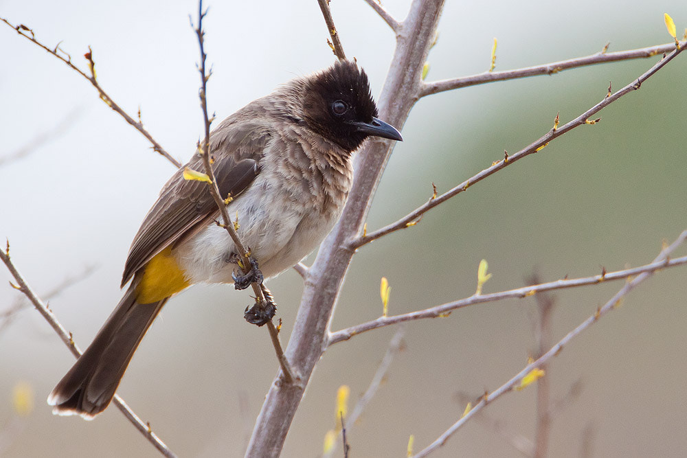 Canon EOS 50D + Canon EF 500mm F4L IS USM sample photo. Common bulbul photography