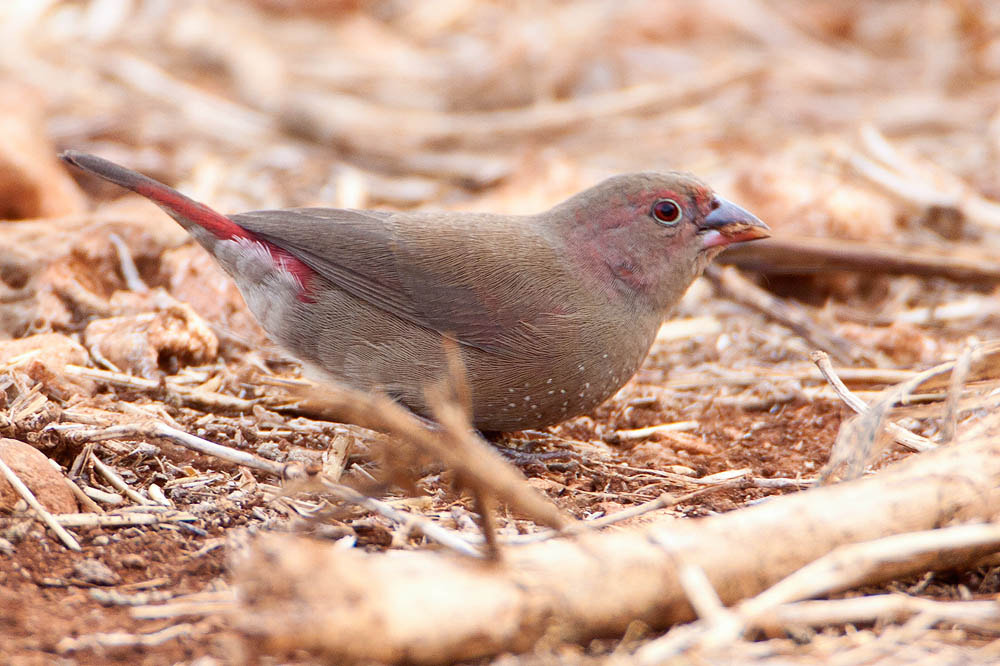 Canon EF 500mm F4L IS USM sample photo. Img photography