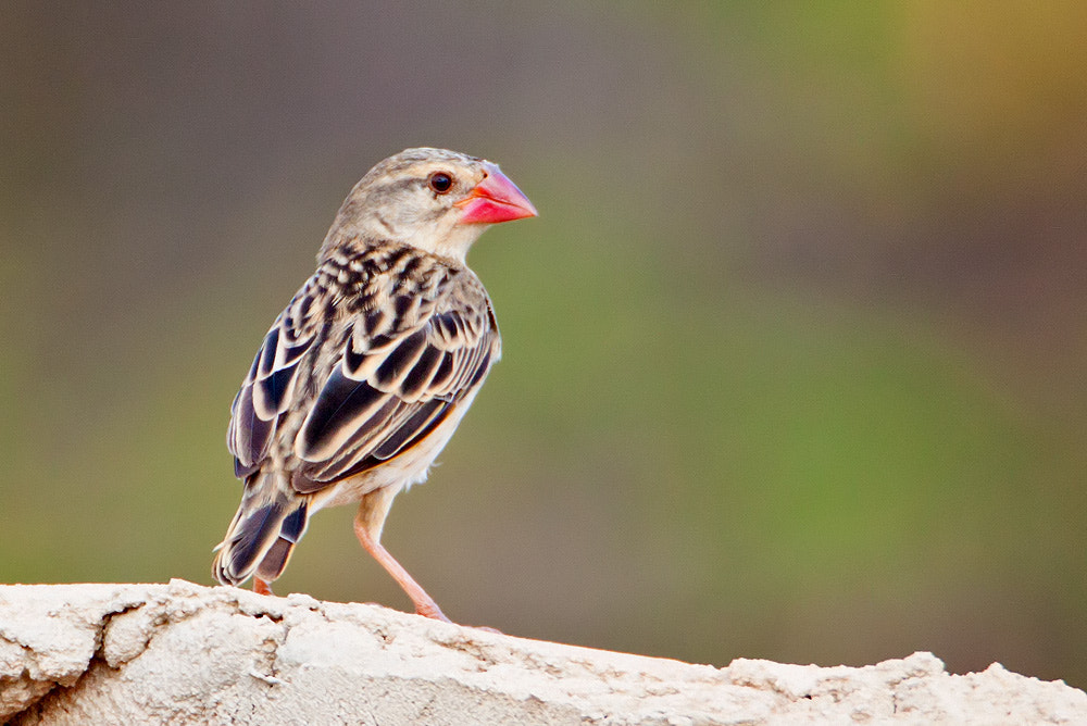 Canon EF 500mm F4L IS USM sample photo. Red-billed quelea photography