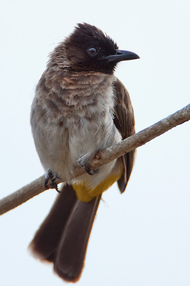 Canon EOS 50D + Canon EF 500mm F4L IS USM sample photo. Common bulbul photography