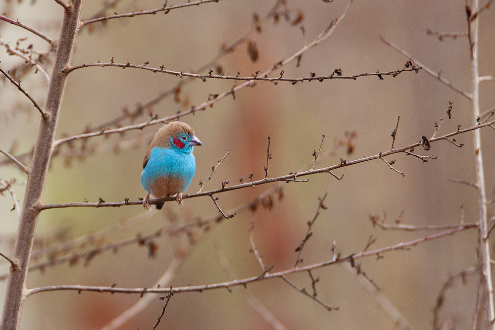 Canon EF 500mm F4L IS USM sample photo. Red-cheeked cordon-bleu photography