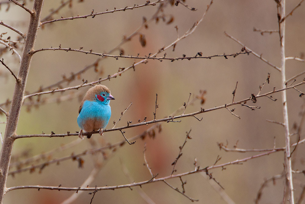 Canon EOS 50D + Canon EF 500mm F4L IS USM sample photo. Red-cheeked cordon-bleu photography