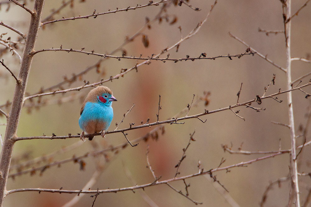 Canon EF 500mm F4L IS USM sample photo. Red-cheeked cordon-bleu photography
