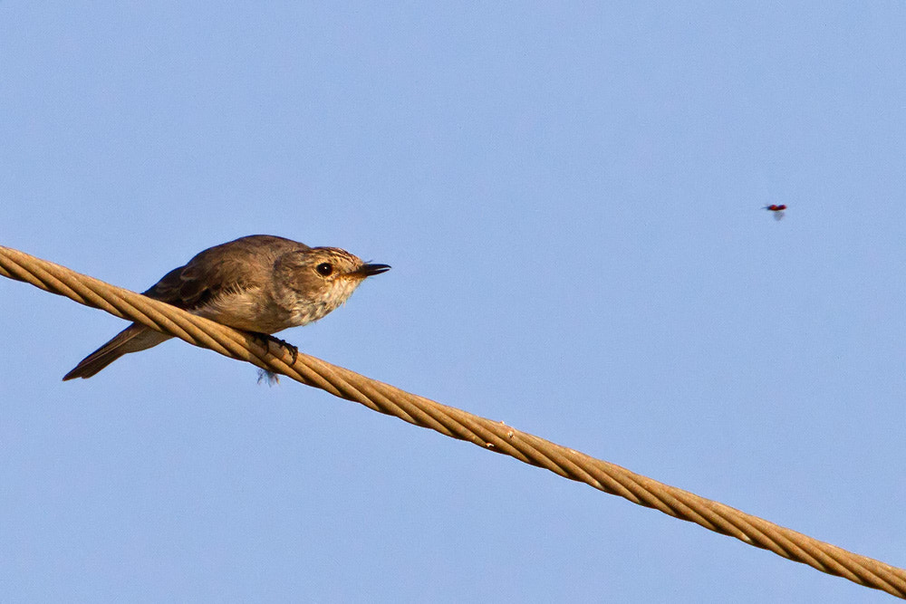 Canon EOS 7D + Canon EF 500mm F4L IS USM sample photo. Spotted flycatcher photography