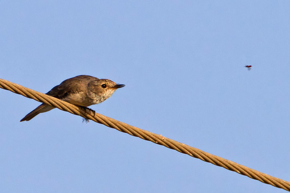 Canon EF 500mm F4L IS USM sample photo. Spotted flycatcher photography