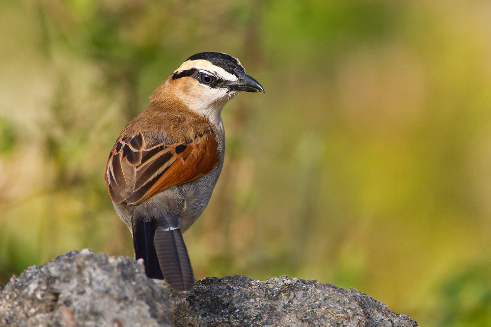 Canon EOS 7D + Canon EF 500mm F4L IS USM sample photo. Black-crowned tchagra photography