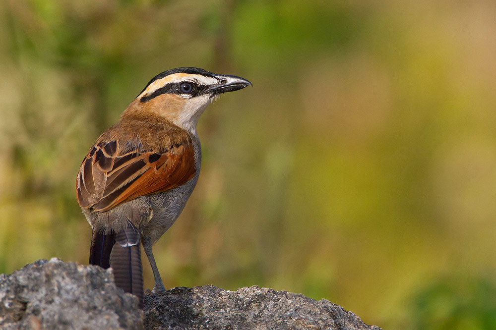 Canon EF 500mm F4L IS USM sample photo. Black-crowned tchagra photography