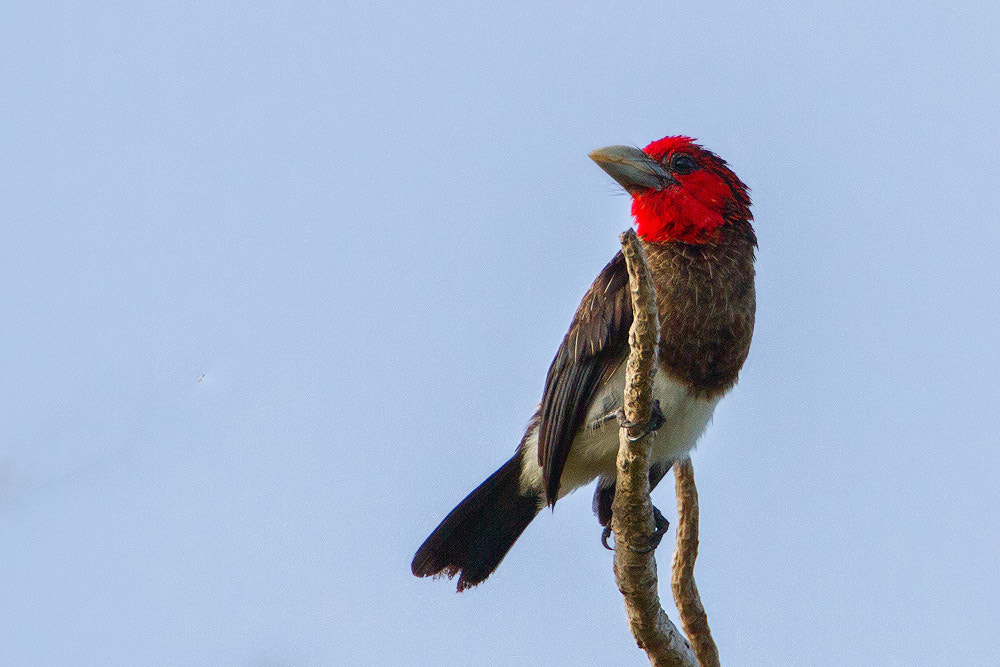 Canon EF 500mm F4L IS USM sample photo. Brown-breasted barbet photography