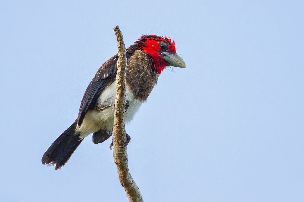 Canon EOS 7D + Canon EF 500mm F4L IS USM sample photo. Brown-breasted barbet photography