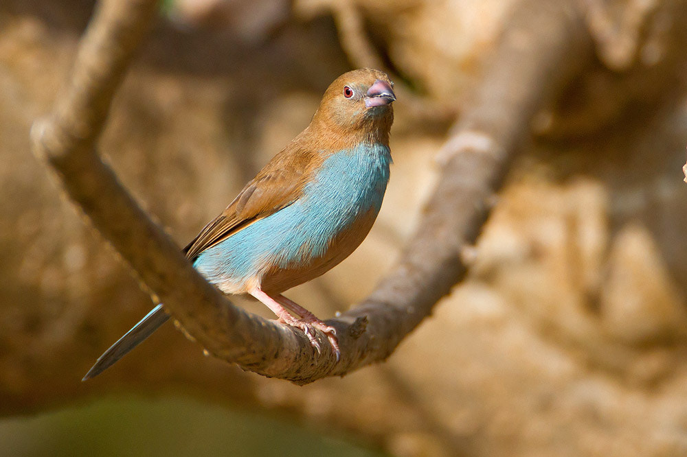 Canon EF 500mm F4L IS USM sample photo. Red-cheeked cordon-bleu photography