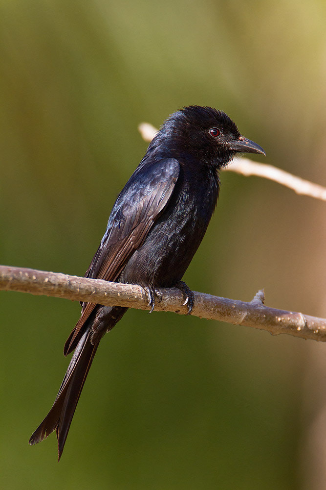 Canon EOS 7D + Canon EF 500mm F4L IS USM sample photo. African drongo photography