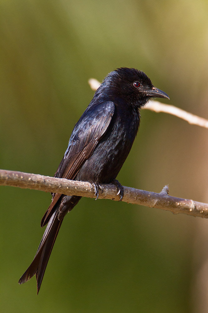 Canon EF 500mm F4L IS USM sample photo. African drongo photography