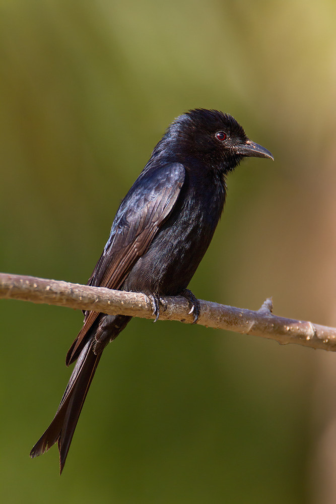 Canon EOS 7D + Canon EF 500mm F4L IS USM sample photo. African drongo photography