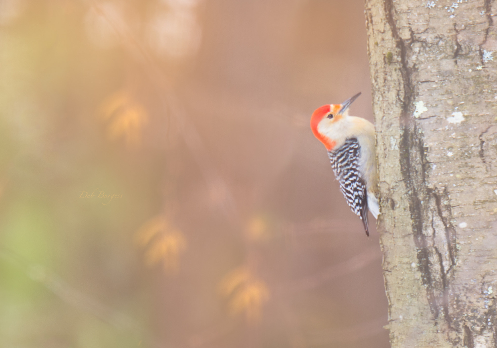 Tamron SP 70-200mm F2.8 Di VC USD sample photo. Picidae photography