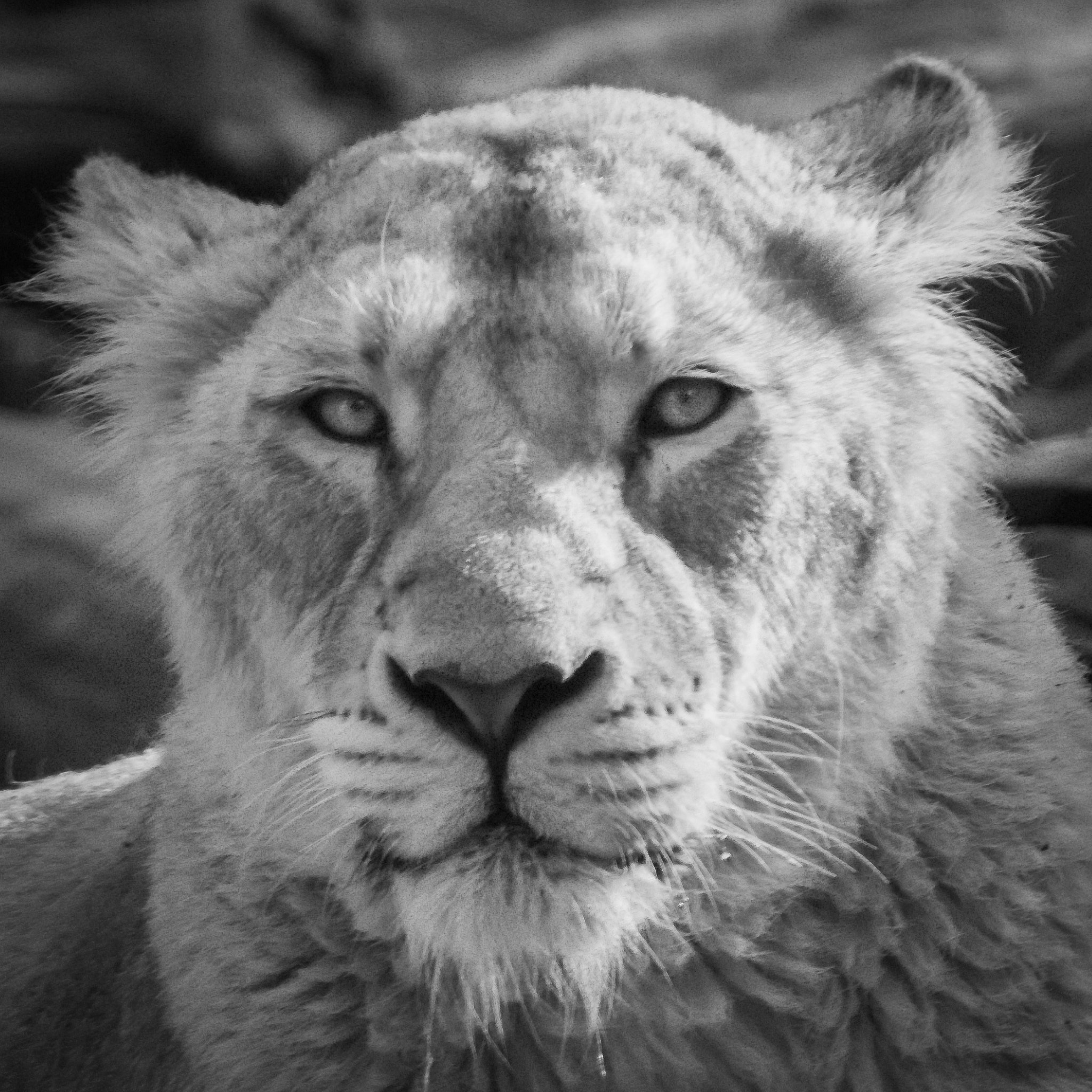 Tamron SP 150-600mm F5-6.3 Di VC USD sample photo. La lionne guette photography