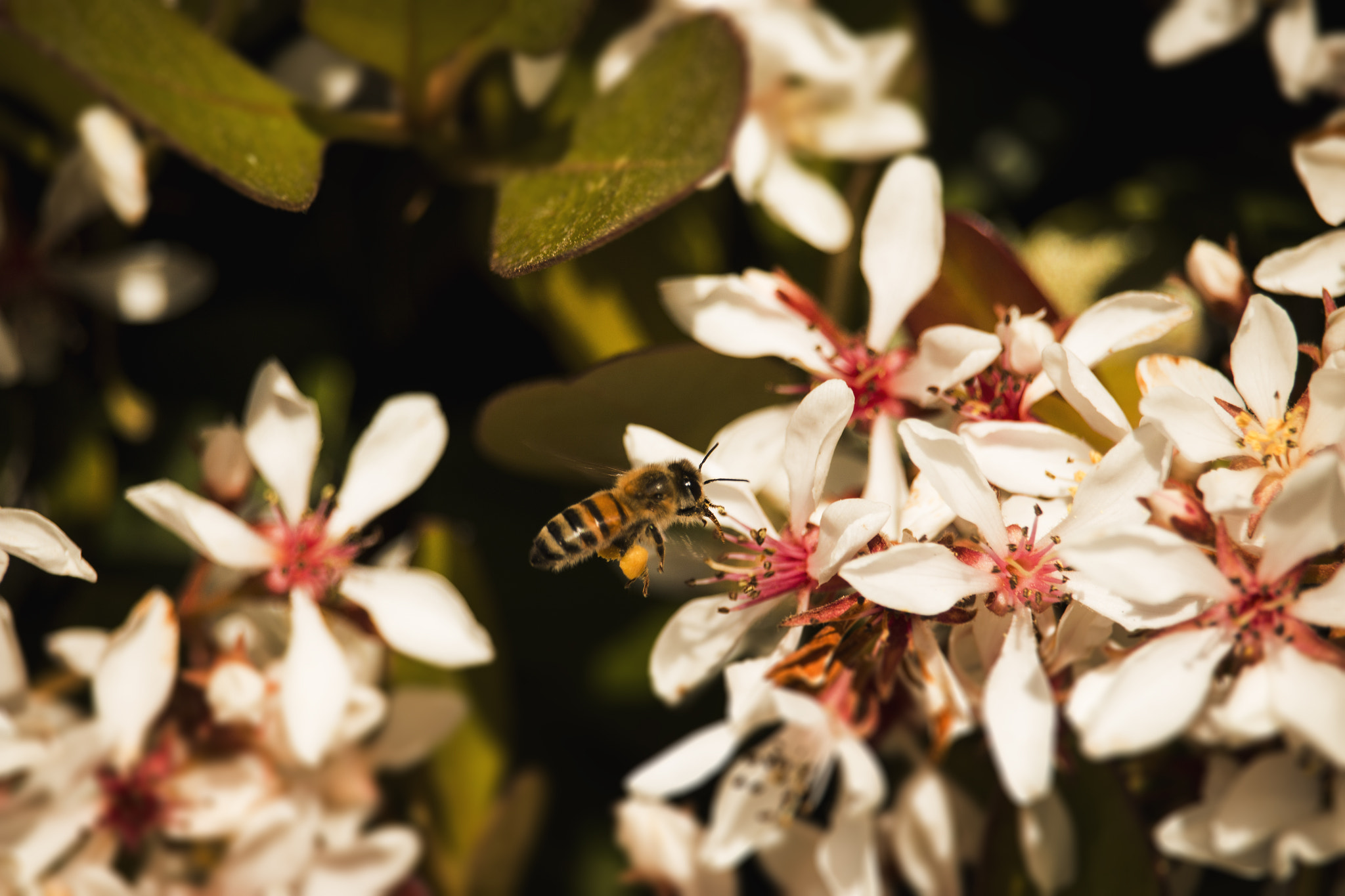 Canon EF-S 55-250mm F4-5.6 IS STM sample photo. Img photography