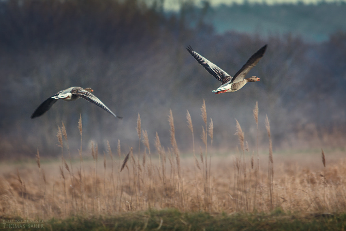 Canon EOS 70D + Sigma 150-500mm F5-6.3 DG OS HSM sample photo. Graugänse  -  greylag geese photography