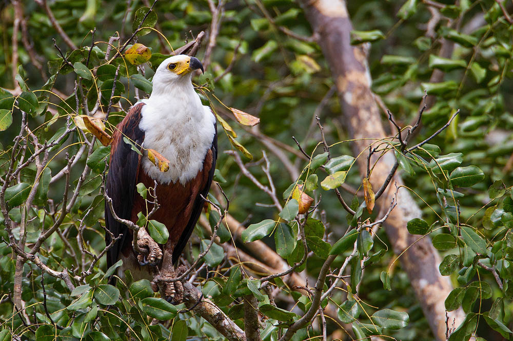 Canon EF 500mm F4L IS USM sample photo. African fish-eagle photography