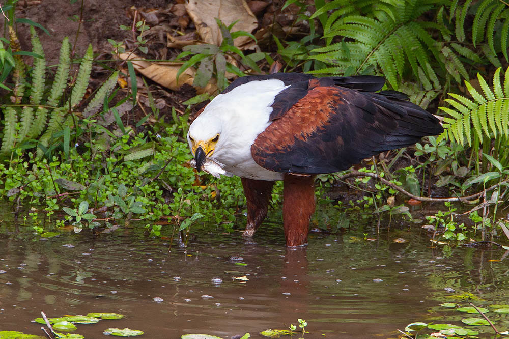 Canon EF 500mm F4L IS USM sample photo. African fish-eagle photography