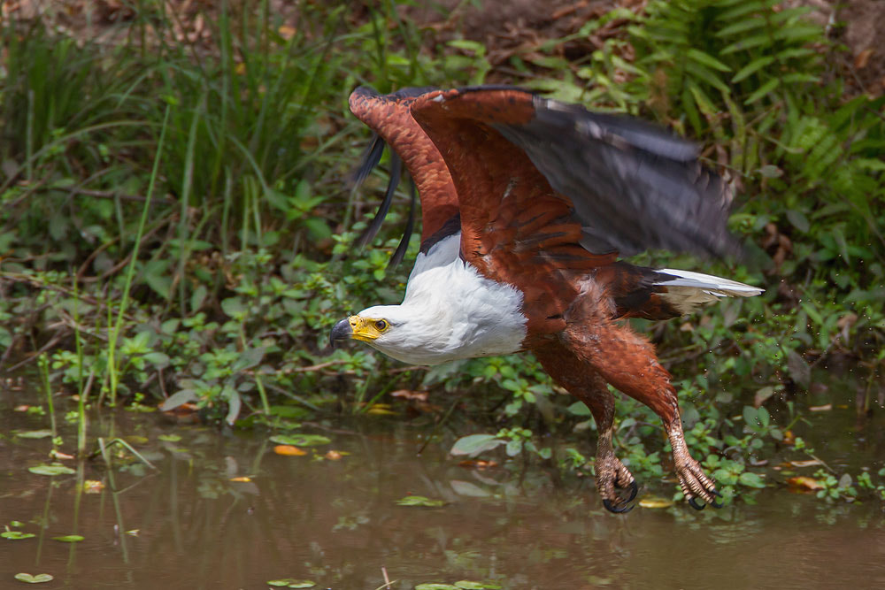 Canon EF 500mm F4L IS USM sample photo. African fish-eagle photography