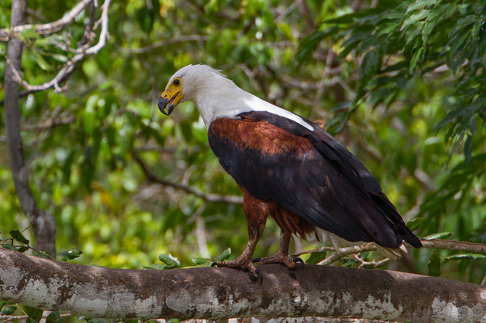 Canon EF 500mm F4L IS USM sample photo. African fish-eagle photography