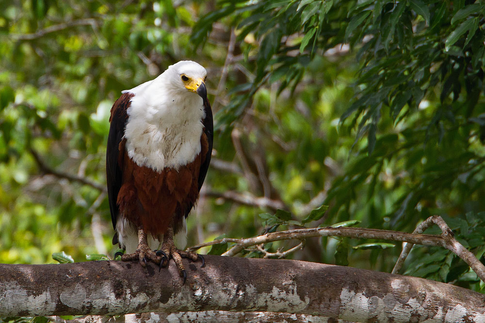 Canon EF 500mm F4L IS USM sample photo. African fish-eagle photography
