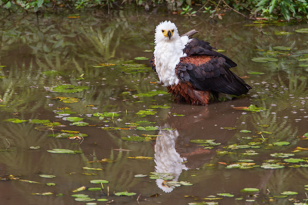 Canon EF 500mm F4L IS USM sample photo. African fish-eagle photography
