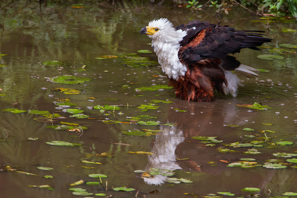 Canon EOS 7D + Canon EF 500mm F4L IS USM sample photo. African fish-eagle photography