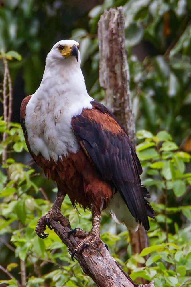 Canon EF 500mm F4L IS USM sample photo. African fish-eagle photography