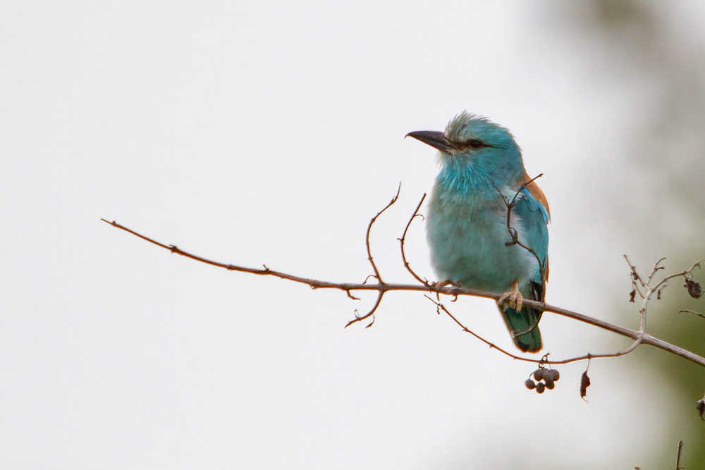 Canon EOS 7D + Canon EF 500mm F4L IS USM sample photo. Eurasian roller photography