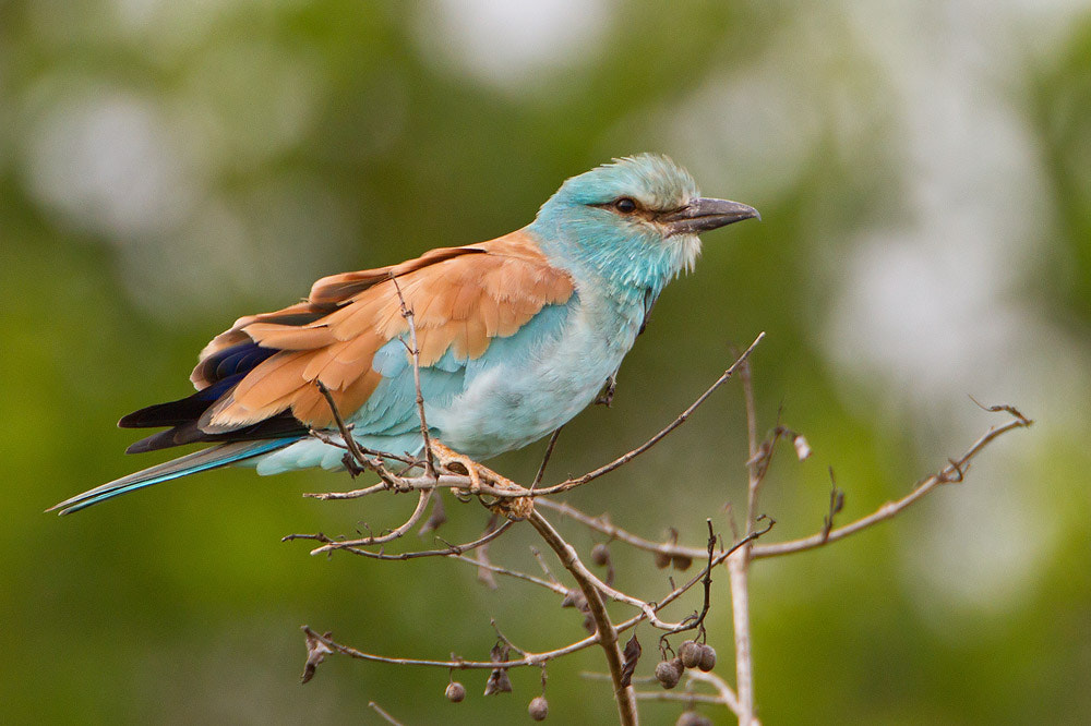 Canon EF 500mm F4L IS USM sample photo. Eurasian roller photography