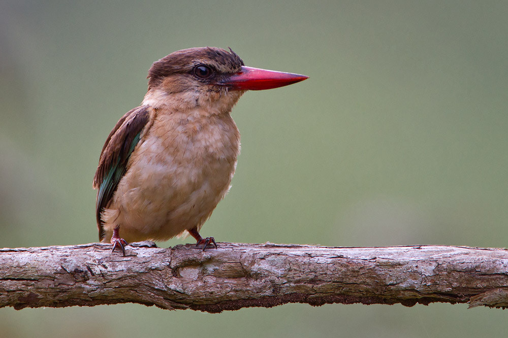 Canon EOS 7D + Canon EF 500mm F4L IS USM sample photo. Brown-hooded kingfisher photography
