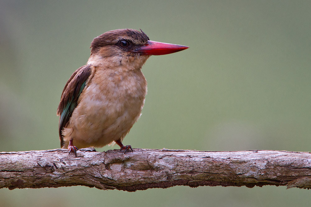 Canon EF 500mm F4L IS USM sample photo. Brown-hooded kingfisher photography