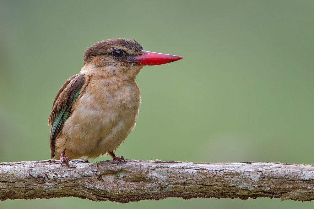Canon EF 500mm F4L IS USM sample photo. Brown-hooded kingfisher photography