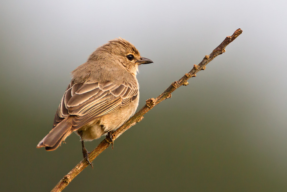 Canon EF 500mm F4L IS USM sample photo. Pale flycatcher (bradornis pallidus) photography
